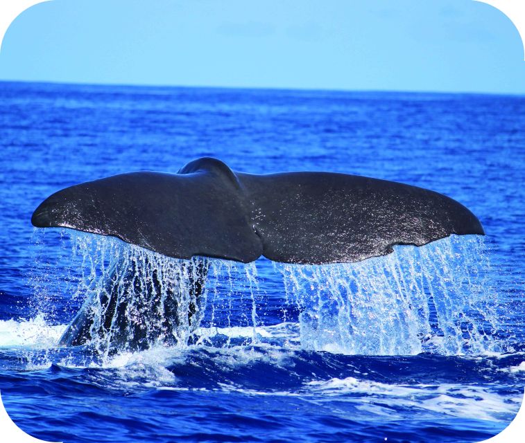 From Calheta: Whale and Dolphin Watching RIB Boat Tour - Key Points