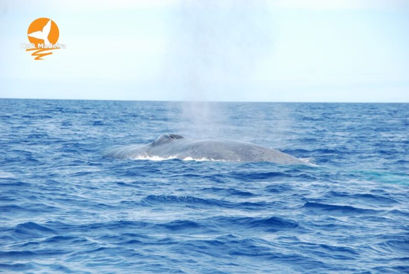 From Calheta: Whale and Dolphin Watching RIB Boat Tour - Activity Details