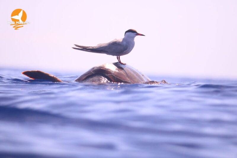 From Calheta: Whale and Dolphin Watching RIB Boat Tour - Pricing and Languages