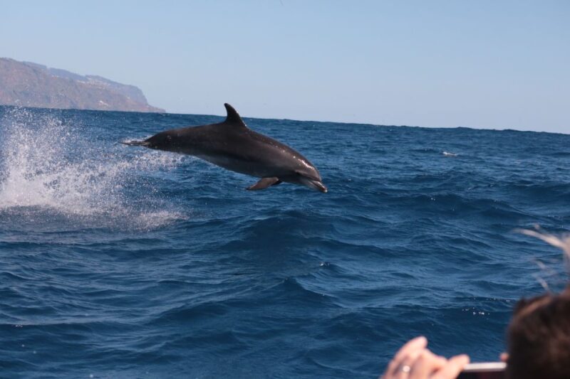 From Calheta: Whale and Dolphin Watching RIB Boat Tour - Participant Information
