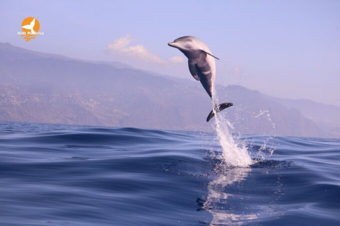 From Calheta: Whale and Dolphin Watching RIB Boat Tour - Preparation and Meeting Point