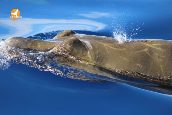 From Calheta: Whale and Dolphin Watching RIB Boat Tour - Customer Feedback