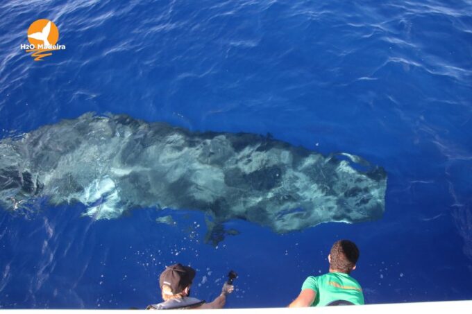 From Calheta: Whale and Dolphin Watching RIB Boat Tour - Booking and Cancellation