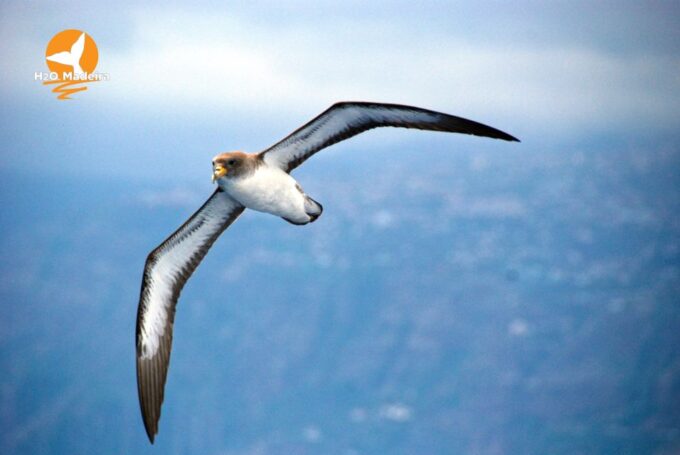 From Calheta: Whale and Dolphin Watching RIB Boat Tour - Frequently Asked Questions