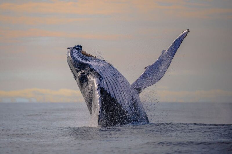 From Cali: Whale Watching Day Trip in Buenaventura - Itinerary