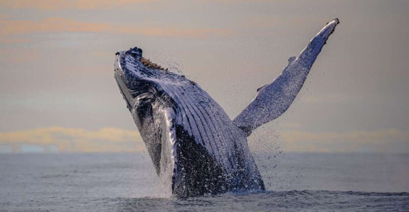 From Cali: Whale Watching Day Trip in Buenaventura - Highlights