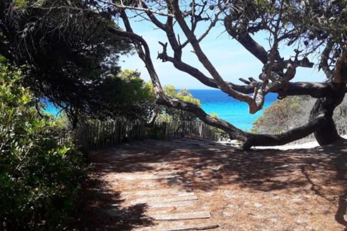 From Calvi: 4x4 Day Tour Mountain & Agriates Saleccia Beach - Frequently Asked Questions
