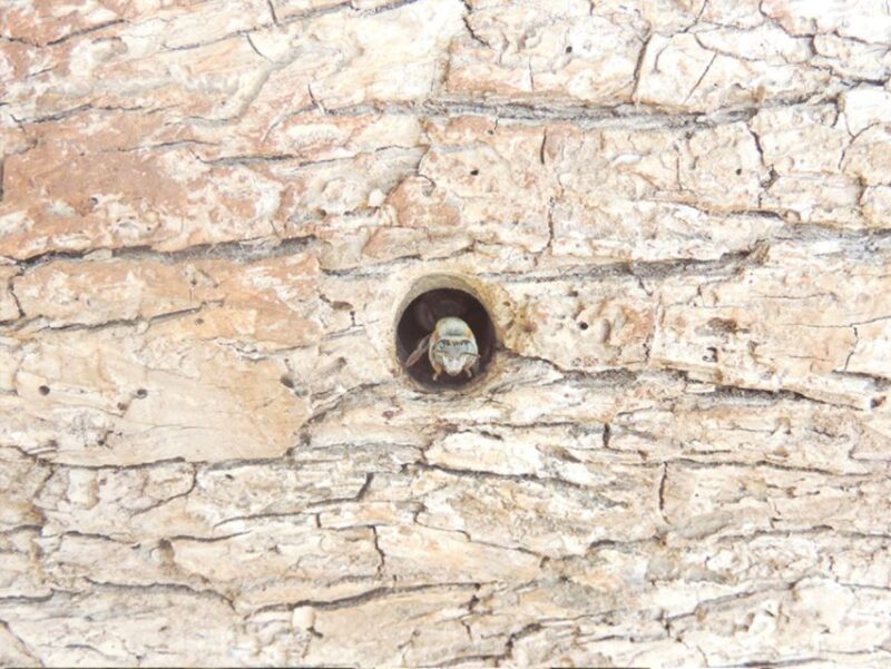 From Campeche: Chenes Route Guided Tour (Maya Community) - Key Points