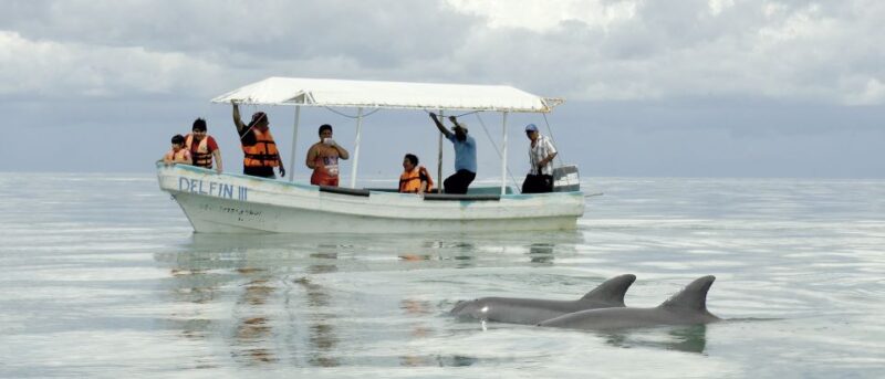 From Campeche: Isla Aguada Dolphin Encounter Tour - Preparation Tips