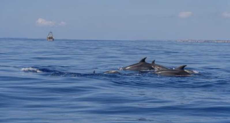 From Can Picafort: Dolphin Watching and Cave Boat Trip - Inclusions and Exclusions