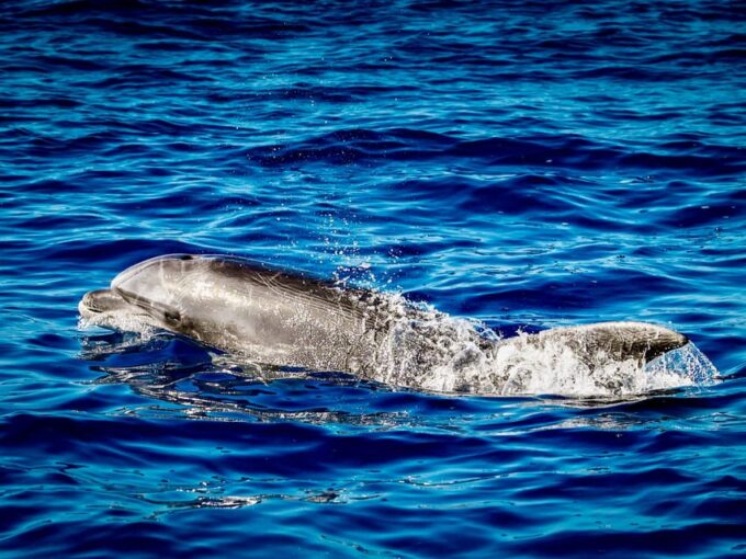 From Can Picafort: Dolphin Watching and Cave Boat Trip - Sail Along the North Coast