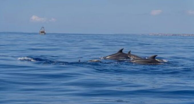 From Can Picafort: Dolphin Watching and Cave Boat Trip - Visit Sea Caves and Beach