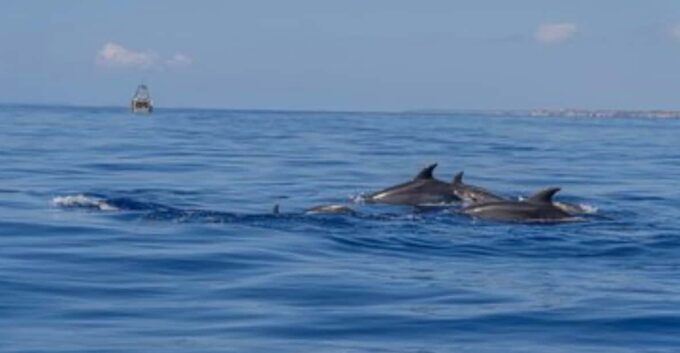 From Can Picafort: Dolphin Watching and Cave Boat Trip - Frequently Asked Questions