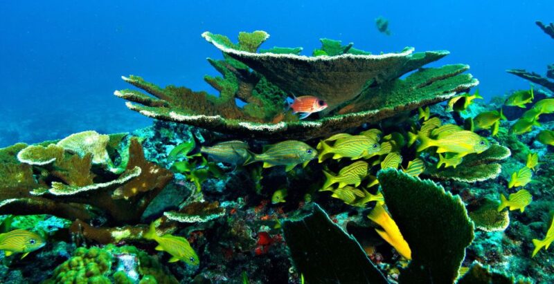 From Cancun and Riviera Maya: Cozumel Snorkeling Tour - Key Points