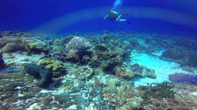 From Cancun and Riviera Maya: Cozumel Snorkeling Tour - What to Bring