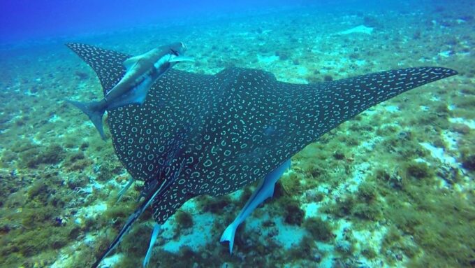 From Cancun and Riviera Maya: Cozumel Snorkeling Tour - Children Policy