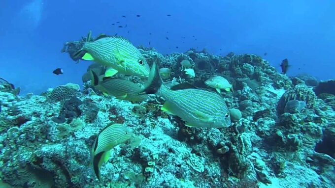 From Cancun and Riviera Maya: Cozumel Snorkeling Tour - Customer Reviews