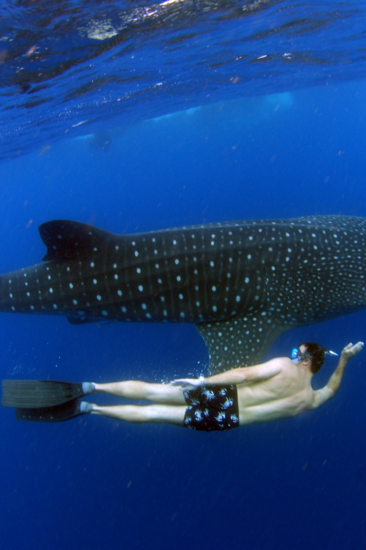 From Cancun and Riviera Maya Whale Shark Snorkeling - Inclusions