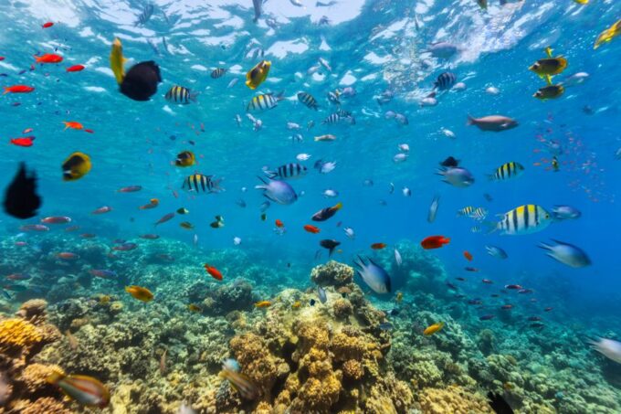 From Cancún: Cozumel Snorkeling Tour - Cancellation Policy