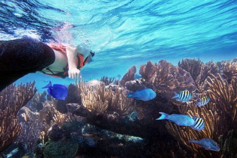 From Cancun: Garrafon Reef Park Admission With Ferry Tickets - Activities and Amenities