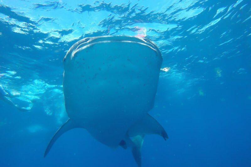 From Cancún: Half-Day Snorkeling With Whale Sharks - Key Points