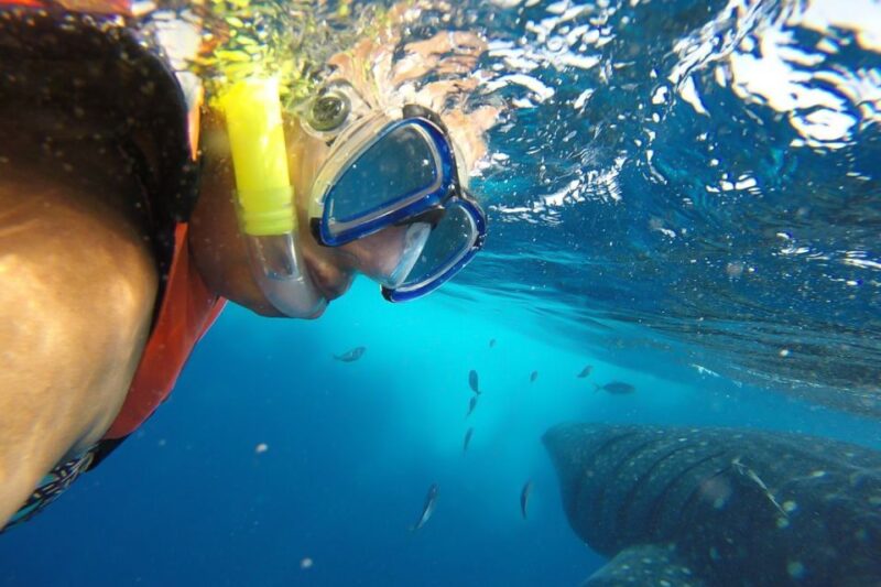 From Cancún: Half-Day Snorkeling With Whale Sharks - Encounter With Whale Sharks