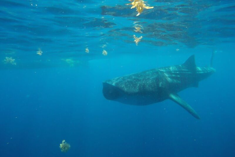 From Cancún: Half-Day Snorkeling With Whale Sharks - Meeting Point and Logistics