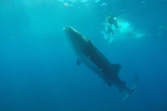 From Cancún: Half-Day Snorkeling With Whale Sharks - Suitability and Restrictions