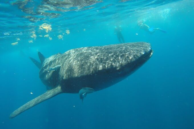 From Cancún: Half-Day Snorkeling With Whale Sharks - Customer Ratings and Feedback