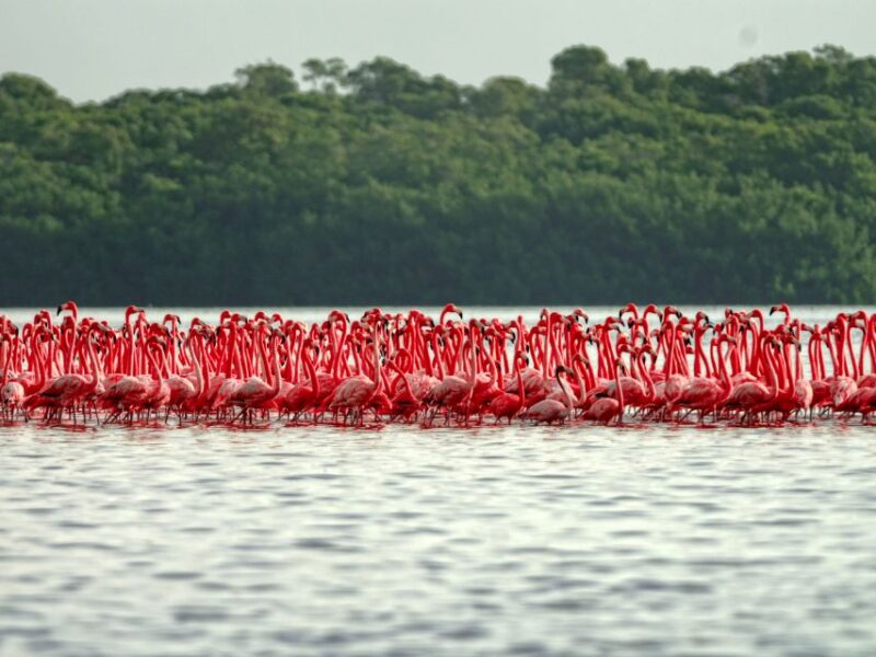 From Cancun: Las Coloradas and Río Lagartos Day Tour - Key Points