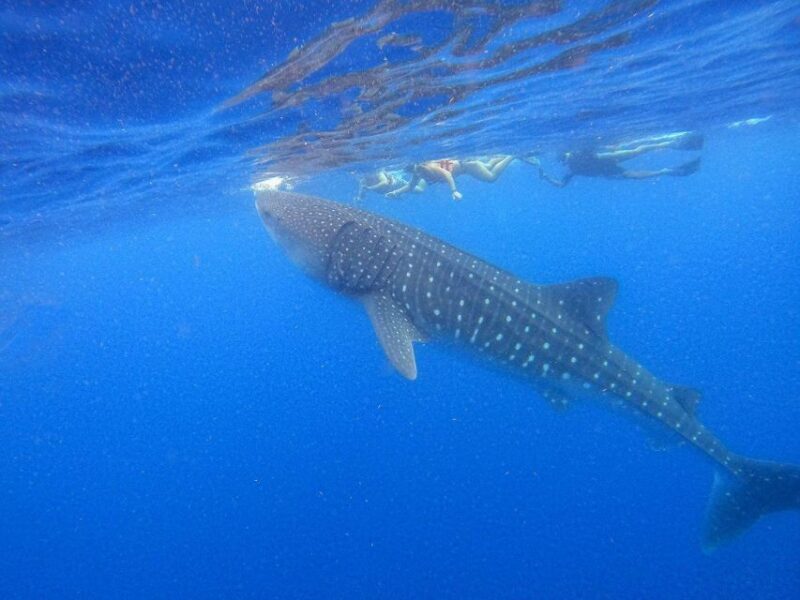 From Cancún/Playa Del Carmen: Holbox Island Tour - Participant Information