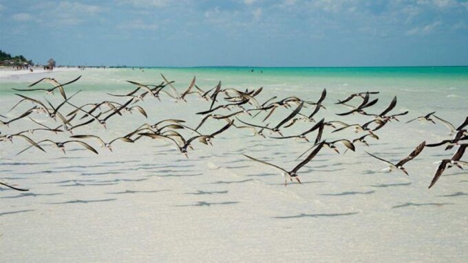 From Cancún/Playa Del Carmen: Holbox Island Tour - Booking and Reservations