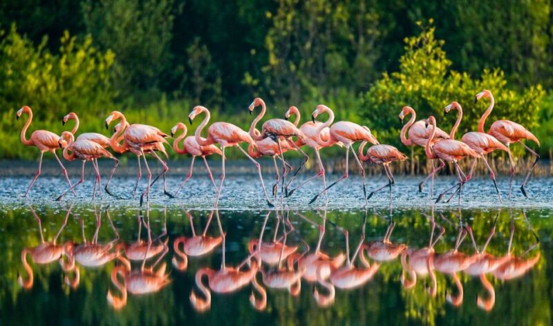 From Cancún: Rio Lagartos & Las Coloradas Day Trip & Lunch - Wildlife and Natural Attractions
