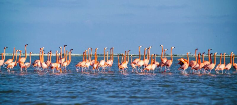 From Cancún: Rio Lagartos & Las Coloradas Day Trip & Lunch - Restrictions and Requirements