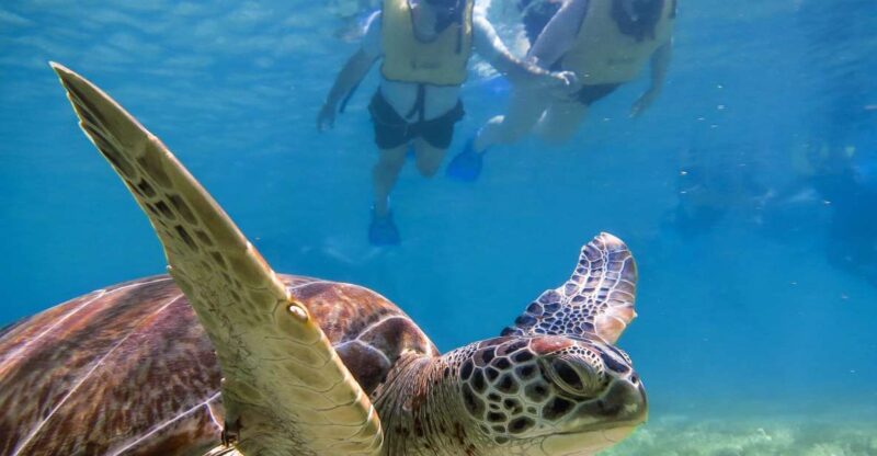 From Cancun/Riviera Maya Snorkel With Sea Turtles & Cenotes - Key Points