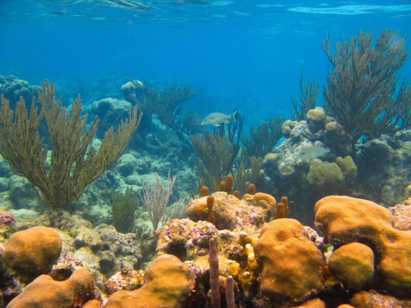 From Cancun/Riviera Maya Snorkel With Sea Turtles & Cenotes - Highlights and Experience