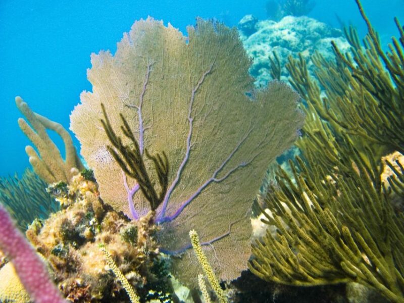 From Cancun/Riviera Maya Snorkel With Sea Turtles & Cenotes - Inclusions