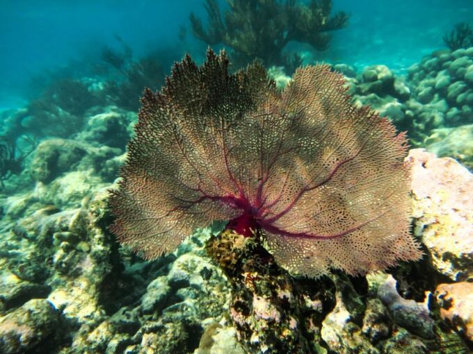 From Cancun/Riviera Maya Snorkel With Sea Turtles & Cenotes - Prohibited Items