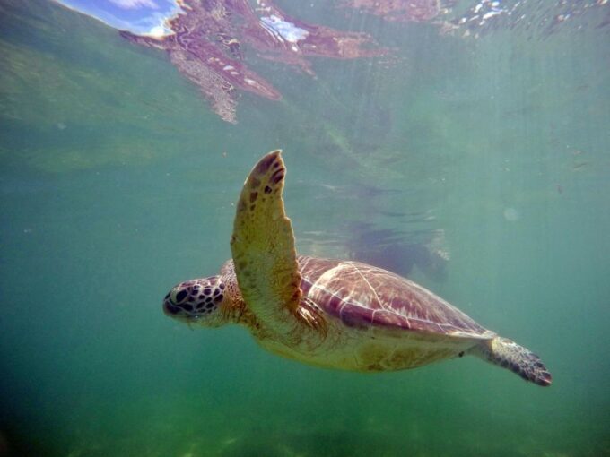 From Cancun/Riviera Maya Snorkel With Sea Turtles & Cenotes - Frequently Asked Questions