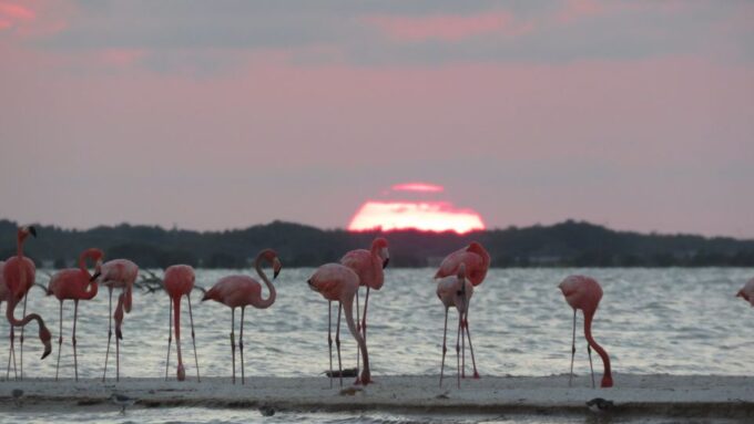 From Cancun: Tarpon Fly Fishing Tour in San Felipe,Yucatán - Explore the Destination
