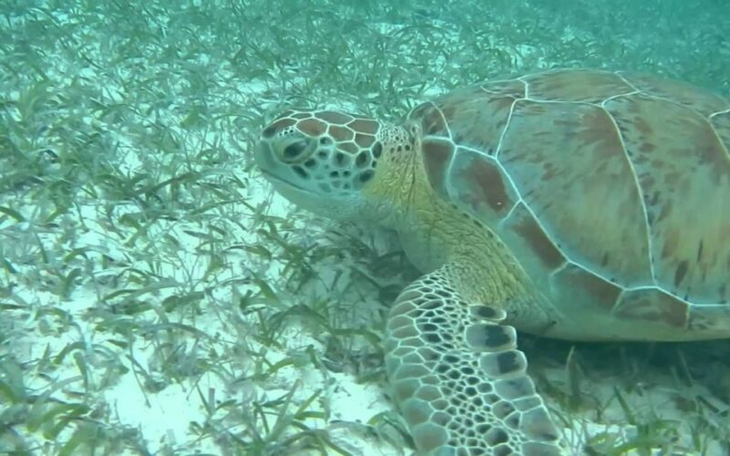 From Cancun: Tulum and Cenote Half-Day Tour With Snorkeling - Itinerary Highlights