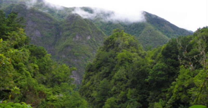 From Caniço/Funchal: Levada Caldeirão Verde Hiking Trip - Key Points