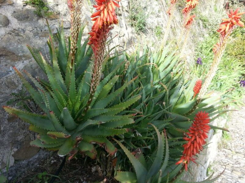 From Cannes: French Riviera 8-Hour Shore Excursion - Stroll the Promenade De La Croisette in Cannes