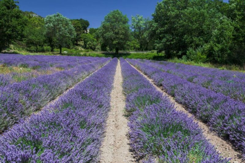 From Cannes: the Largest Canyon of Europe and Its Lake - Highlights