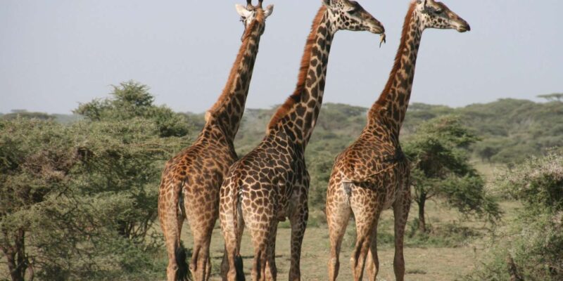 From Cape Town: 2-Day Safari at 4-Star Private Game Reserve - Two-Day Itinerary