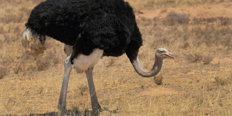 From Cape Town: 2-Day Safari at 4-Star Private Game Reserve - Day 1: Arrival and Afternoon
