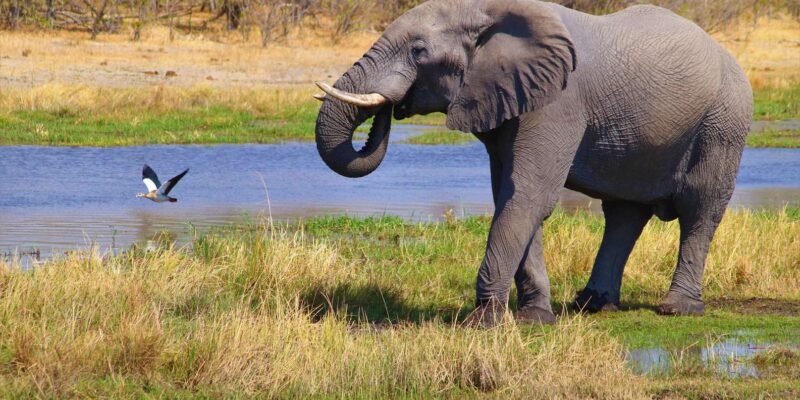 From Cape Town: 2-Day Safari at 4-Star Private Game Reserve - Day 2: Morning Safari