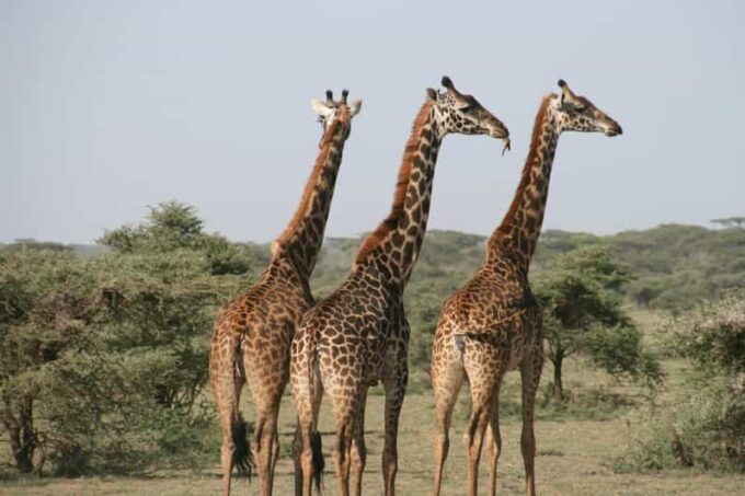 From Cape Town: 2-Day Safari at 4-Star Private Game Reserve - Important Information to Know