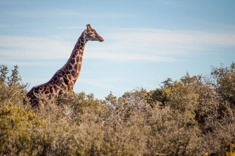 From Cape Town: 2-Day Wildlife and 4x4 Safari Experience - 4x4 Bush Drive and Wildlife Spotting