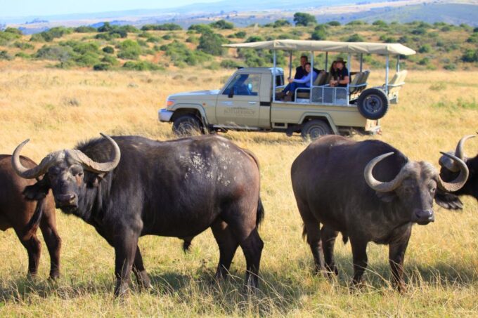 From Cape Town: 2-Day Wildlife and 4x4 Safari Experience - Scenic Drive Along Route 62